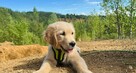 Linia amerykańska Golden Retriever ZŁOTY-Rudy/Dna ZKPL - 5