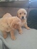 Linia amerykańska Golden Retriever ZŁOTY-Rudy/Dna ZKPL - 6