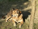 adopcja dwóch zagubionych psiaków - 6