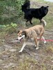 adopcja dwóch zagubionych psiaków - 9