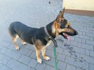 KARMEN roczna suczka w typie owczarka niemieckiego szuka domu - 8