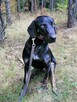 OGNIK młody wesoły pies w typie gończego poleca się do adopcji - 3