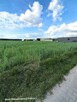Działka budowlana Klotyldzin gm. Margonin - 8