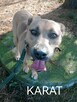 KARAT młody masywny pies poleca się do adopcji - 2