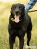DANTE - piękny psiak w typie labradora szuka domu - 2