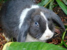 Niebiesko - biały samczyk mini lop - 12