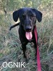OGNIK młody wesoły pies w typie gończego poleca się do adopcji - 7
