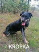 KROPKA młoda łagodna suczka szuka domu - 8