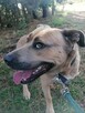 KARAT młody masywny pies poleca się do adopcji - 7