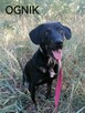 OGNIK młody wesoły pies w typie gończego poleca się do adopcji - 8