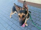 KARMEN roczna suczka w typie owczarka niemieckiego szuka domu - 2