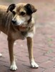 adopcja dwóch zagubionych psiaków - 8
