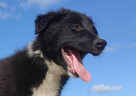 BORDER COLLIE - Rasowy z pełną dok. po świetnych rodzicach