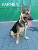 KARMEN roczna suczka w typie owczarka niemieckiego szuka domu - 6