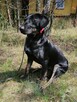 OGNIK młody wesoły pies w typie gończego poleca się do adopcji - 5