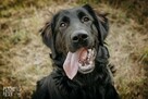 Szczeniak Chitos w typie flat coated retrievera - 6