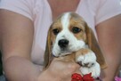 Beagle księżniczka po Championie ZKwP (FCI) - 7