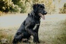 Szczeniak Chitos w typie flat coated retrievera - 7