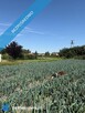 Sulęcinek Kopczynowo ul. Leśna Bez pośrednika. Oszczędzasz 8 100 zł na prowizji pośrednika! - 6