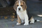 Beagle księżniczka po Championie ZKwP (FCI) - 5