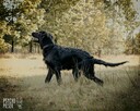 Szczeniak Chitos w typie flat coated retrievera - 5