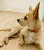 MIKI - niewielki psiaczek znowu szuka domu, ADOPTUJ! - 1