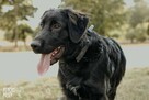 Szczeniak Chitos w typie flat coated retrievera - 3