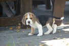 Beagle księżniczka po Championie ZKwP (FCI) - 4