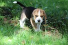 Beagle księżniczka po Championie ZKwP (FCI) - 6