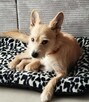 MIKI - niewielki psiaczek znowu szuka domu, ADOPTUJ! - 2