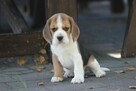 Beagle księżniczka po Championie ZKwP (FCI) - 2