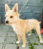 MIKI - niewielki psiaczek znowu szuka domu, ADOPTUJ! - 3