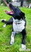 FELIKS - super psiak w typie border collie do adopcji - 1