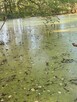 Piękna działka z wz i stawem. Morzywół. - 6