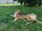 Sofi - roczna, domowa, wychowana sunia - 3