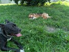 Sofi - roczna, domowa, wychowana sunia - 7