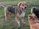 Sofi - roczna, domowa, wychowana sunia - 4