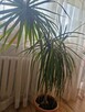 Roślina doniczkowa Dracena 150 cm - 2