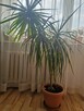 Roślina doniczkowa Dracena 150 cm - 3
