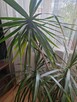 Roślina doniczkowa Dracena 150 cm - 5