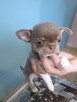 Śliczny Liliowy Chihuahua Rezerwacja - 11
