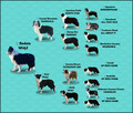Prześliczna Suczka BORDER COLLIE - pełna dok. super rodzice - 5