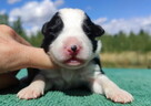 Prześliczna Suczka BORDER COLLIE - pełna dok. super rodzice - 2
