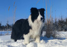 Prześliczna Suczka BORDER COLLIE - pełna dok. super rodzice - 7