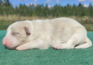 Pies ee-red BORDER COLLIE - pełna dok. - REZERWACJE - 3