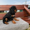 Suczka Cavalier King Charles Spaniel - 4