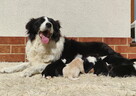 Prześliczna Suczka BORDER COLLIE - pełna dok. super rodzice - 6