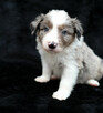 Sprzedam Border Collie - 3