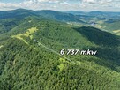 Las w Krościenku nad Dunajcem