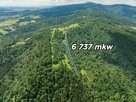 Las w Krościenku nad Dunajcem - 2